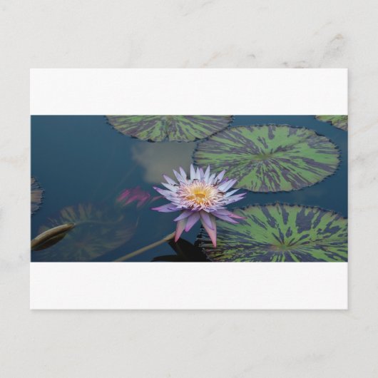 Water Lily Briefkaart (Voorkant)