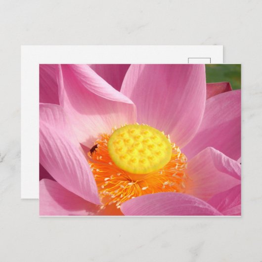 Water Lily Briefkaart (Voorkant / Achterkant)