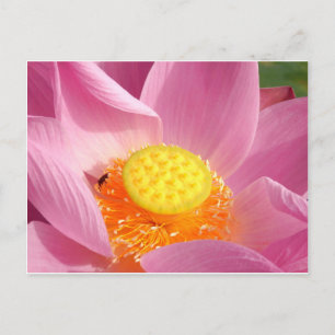 Water Lily Briefkaart