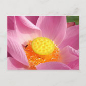 Water Lily Briefkaart (Voorkant)
