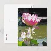 Water Lily Briefkaart (Voorkant / Achterkant)