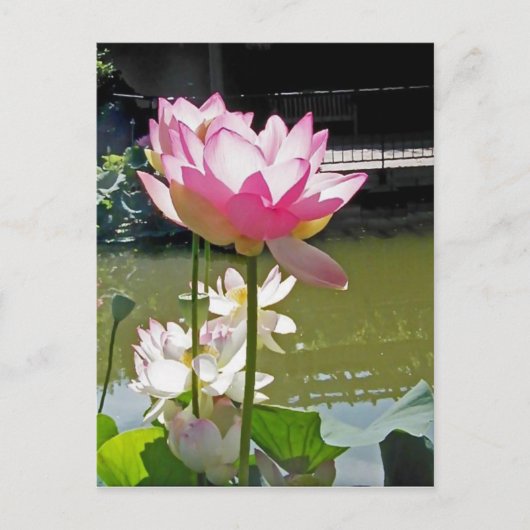 Water Lily Briefkaart (Voorkant)