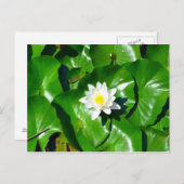 Water Lily Briefkaart (Voorkant / Achterkant)