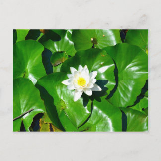 Water Lily Briefkaart