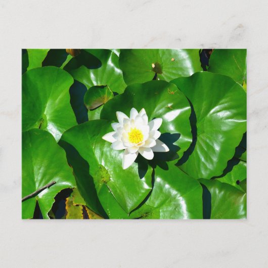 Water Lily Briefkaart (Voorkant)