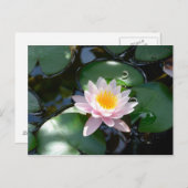 Water Lily Briefkaart (Voorkant / Achterkant)