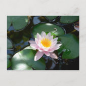 Water Lily Briefkaart (Voorkant)