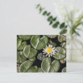 Water Lily Briefkaart (Staand voorkant)