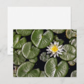 Water Lily Briefkaart (Voorkant / Achterkant)
