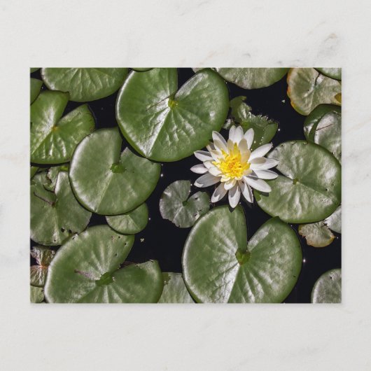 Water Lily Briefkaart (Voorkant)