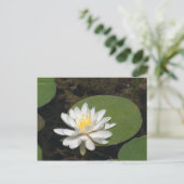Water Lily Briefkaart (Staand voorkant)