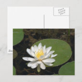 Water Lily Briefkaart (Voorkant / Achterkant)