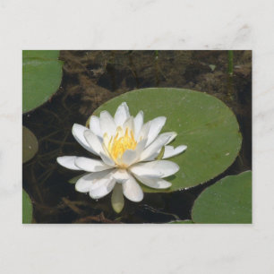 Water Lily Briefkaart