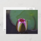 Water Lily - briefkaart (Voorkant / Achterkant)