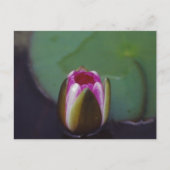 Water Lily - briefkaart (Voorkant)