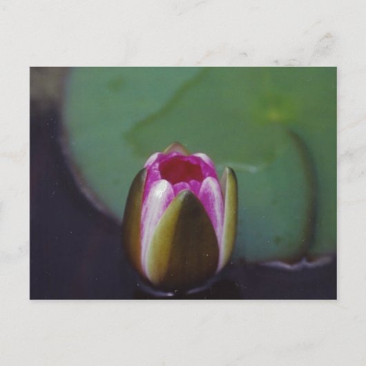Water Lily - briefkaart (Voorkant)