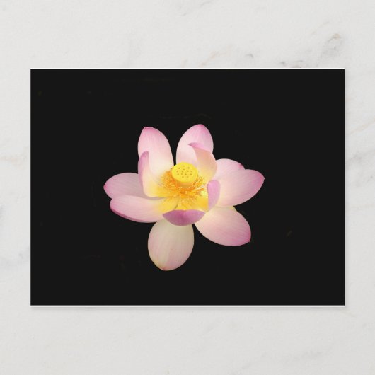 Water Lily Briefkaart (Voorkant)
