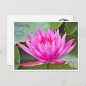 Water Lily Briefkaart (Voorkant / Achterkant)
