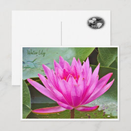 Water Lily Briefkaart
