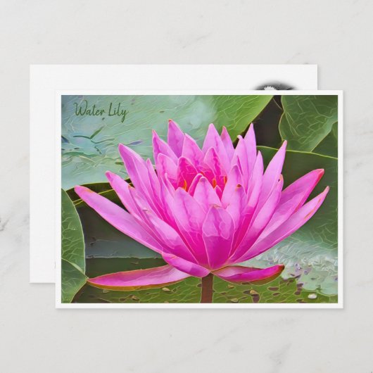 Water Lily Briefkaart (Voorkant / Achterkant)