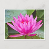 Water Lily Briefkaart (Voorkant)