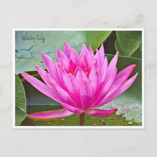 Water Lily Briefkaart (Voorkant)