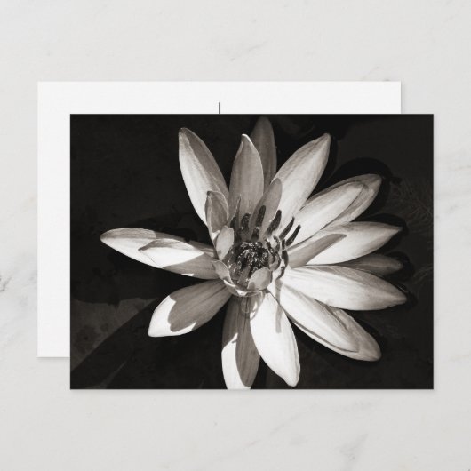 Water Lily Briefkaart (Voorkant / Achterkant)