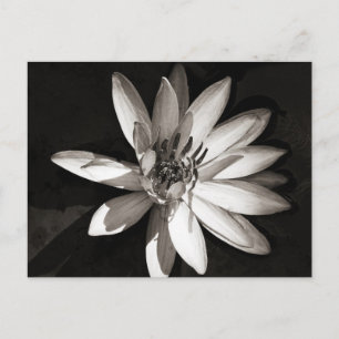 Water Lily Briefkaart