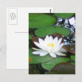 Water Lily Briefkaart (Voorkant / Achterkant)