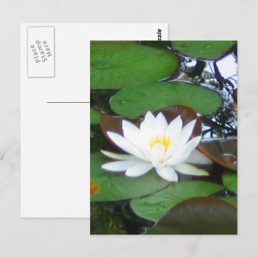 Water Lily Briefkaart (Voorkant / Achterkant)