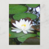 Water Lily Briefkaart (Voorkant)