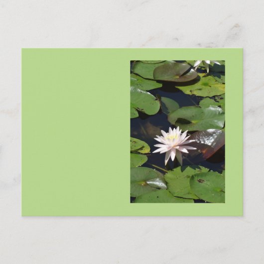 Water Lily Briefkaart (Voorkant)