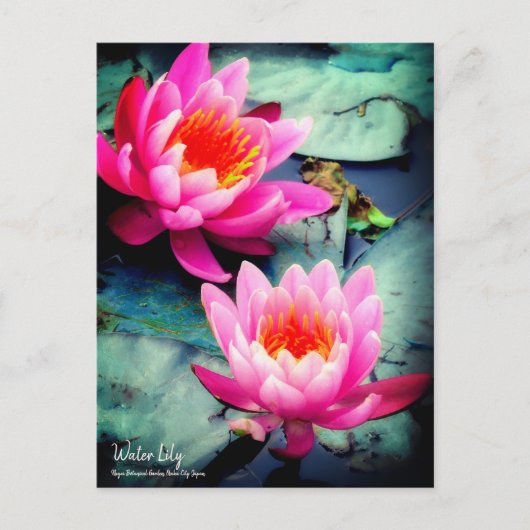 Water Lily:Briefkaart Briefkaart (Voorkant)