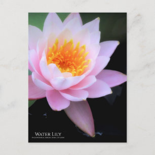 Water Lily:Briefkaart Briefkaart