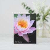 Water Lily:Briefkaart Briefkaart (Staand voorkant)