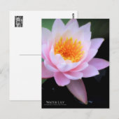 Water Lily:Briefkaart Briefkaart (Voorkant / Achterkant)
