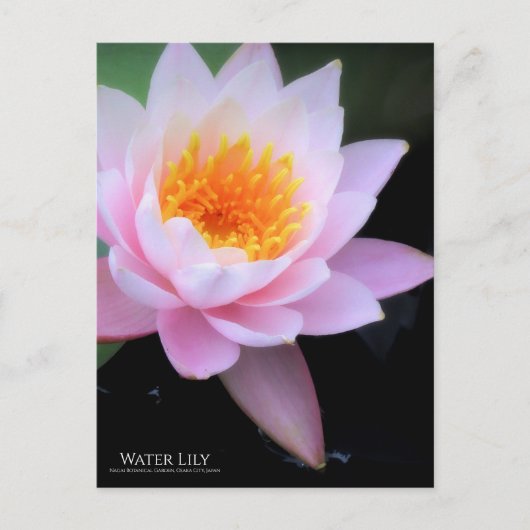 Water Lily:Briefkaart Briefkaart (Voorkant)