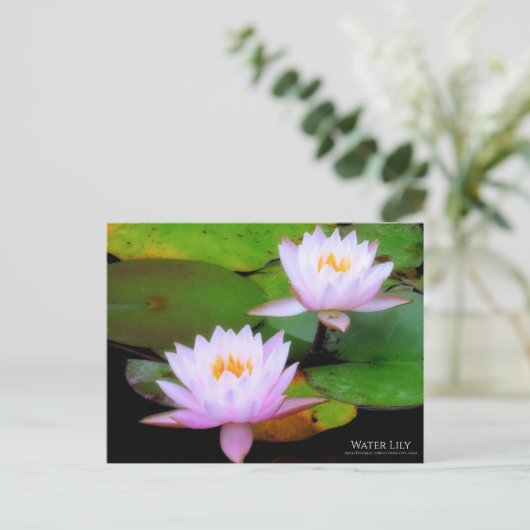 Water Lily:Briefkaart Briefkaart (Staand voorkant)