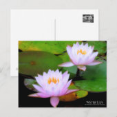 Water Lily:Briefkaart Briefkaart (Voorkant / Achterkant)