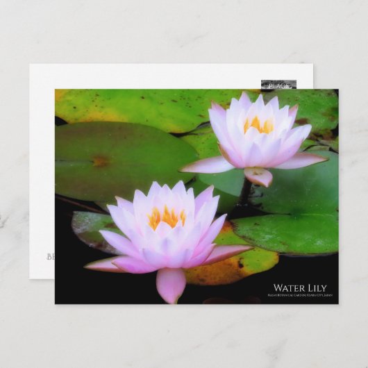 Water Lily:Briefkaart Briefkaart (Voorkant / Achterkant)