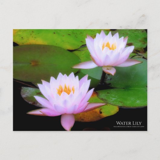 Water Lily:Briefkaart Briefkaart (Voorkant)