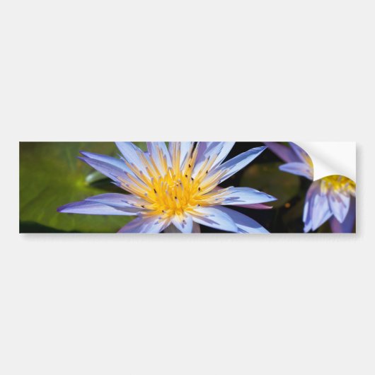 Water Lily Bumpersticker (Voorkant)