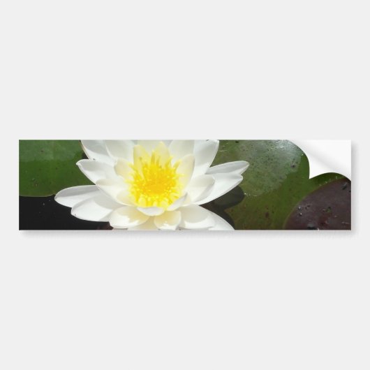 Water Lily Bumpersticker (Voorkant)