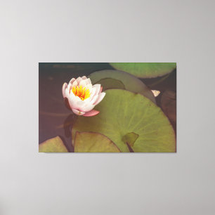 Water Lily Canvas Afdruk