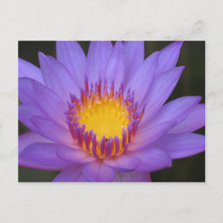 Water Lily Card Briefkaart