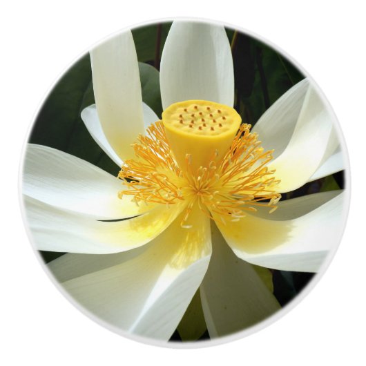 Water Lily Ceramic Knob. Keramische Knop (Voorkant)