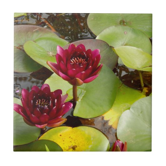 Water Lily Ceramic Tile Tegeltje (Voorkant)