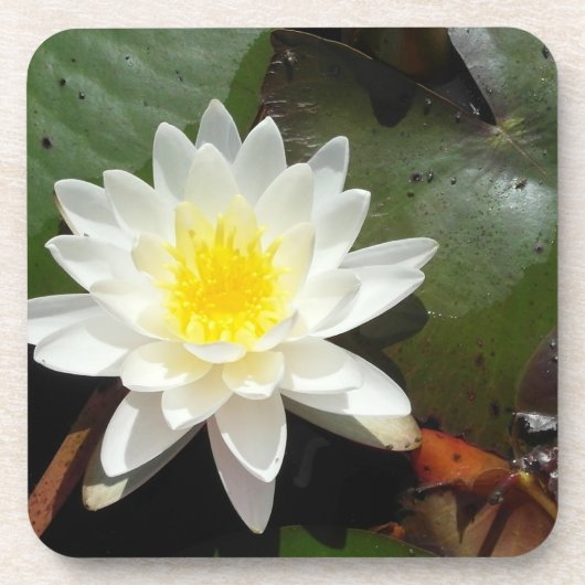 Water Lily Drankjes Onderzetter (Voorkant)