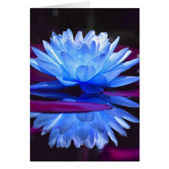 Water Lily Dream (Voorkant)