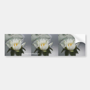 Water Lily Flower Bumpersticker Car Art
